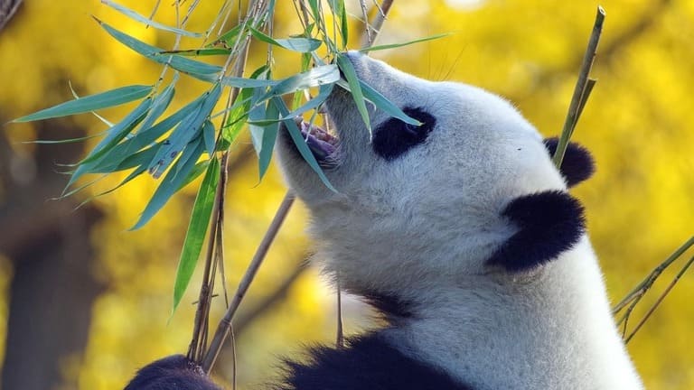 Tier- und Artenschutz